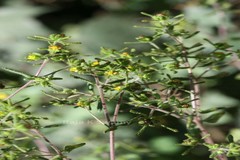 Sigesbeckia orientalis